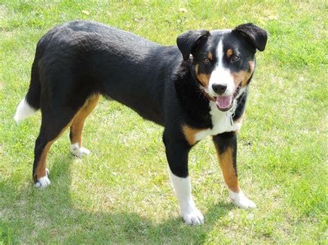 Appenzeller Mountain Dog Info, Temperament, Puppies, Pictures