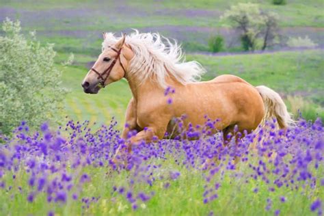 11 Interesting Facts About Palomino Horses