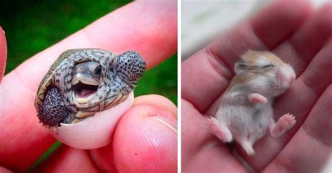 15 Of The Cutest Baby Animals