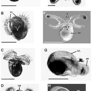 (PDF) Growth and development of the veliger larvae and juveniles of ...