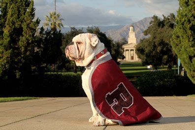 Meet Thurber , the English Bulldog Mascot for the University of ...