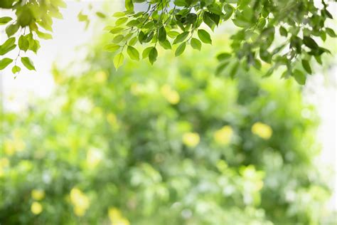 Close up of nature view green leaf on blurred greenery background under ...