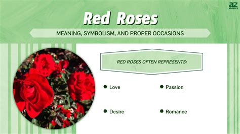 Red Roses: Meaning, Symbolism, and Proper Occasions - A-Z Animals