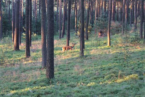 Stift Neuzelle :: Wild & Jagd