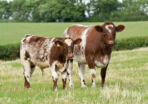 Wenmar Beef Shorthorns - Specialist Breed Shorthorn Cattle in ...