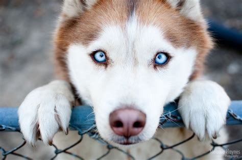 Siberian Husky ~ Melanie Haynes Photography, a6944web #siberianhusky ...