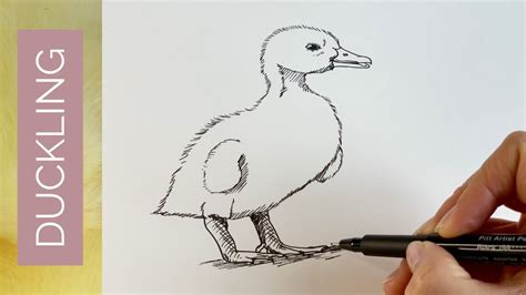 BABY ANIMALS - How to draw a DUCKLING - YouTube