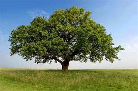 Nebraska Native Trees - Great Plains Nursery