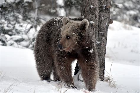 Awake from hibernation, hungry bears stroll in eastern Turkey | Daily Sabah