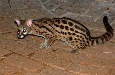 Genet - Description, Habitat, Image, Diet, and Interesting Facts