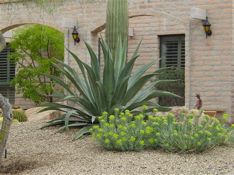 Curing the Garden Blahs.....Form and Texture - Ramblings from a Desert ...