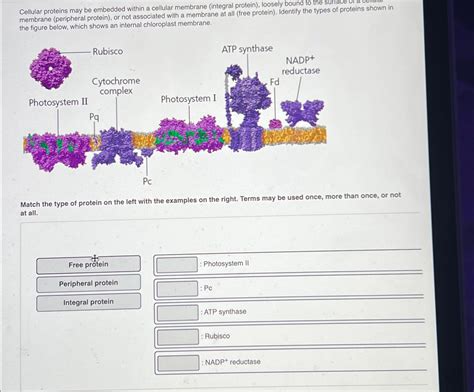 Solved Cellular proteins may be embedded within a cellular | Chegg.com