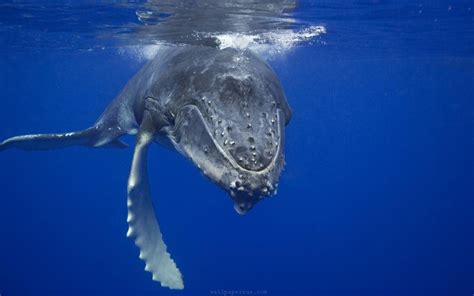 Blue Whales Underwater wallpaper | 2560x1600 | #11894