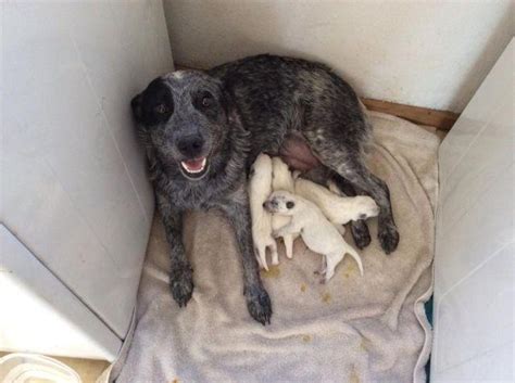 Blue Queensland Heeler Puppies! for Sale in Brownsville, California ...