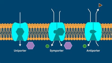 Transport by Carrier Proteins - YouTube