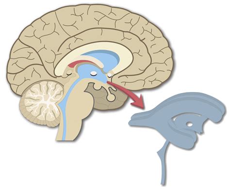 Cerebral Ventricles Anatomy