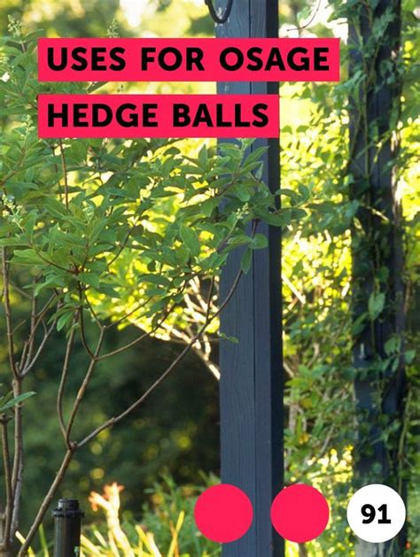 Learn Uses for Osage Hedge Balls | How to guides, tips and tricks ...