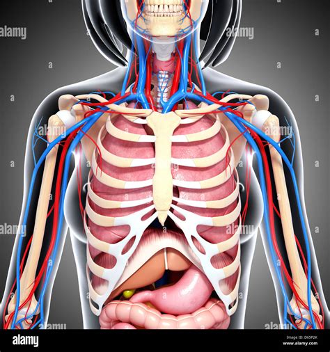 Chest Muscles Diagram Female - Chest Anatomy High Resolution Stock ...