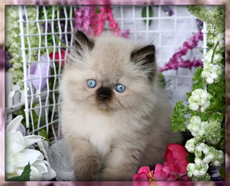 Himalayan Kittens | Himalayan Kittens For Sale | Himalayan Cats