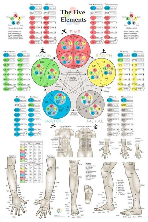 Five Elements Acupuncture Poster 24" X 36" Command and Tonification ...