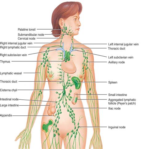 Is the lymphatic system the same as the immune system? Are both of ...