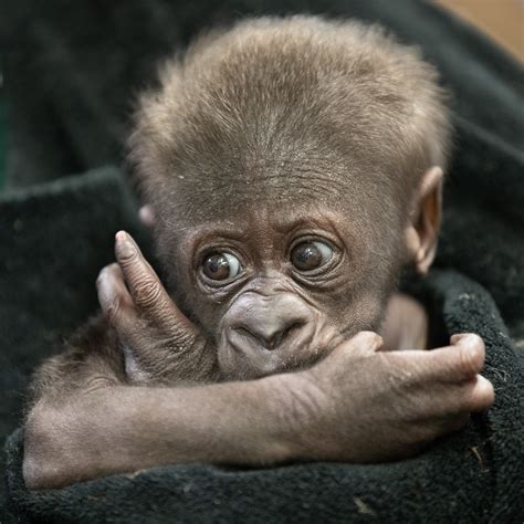 Oh, how sweet it is! Our new baby gorilla has a name!