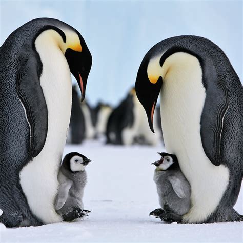 Emperor penguins vulnerable to sea ice changes this century ...