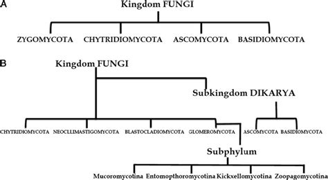 Fungi Kingdom Chart