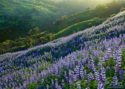 Spring Fever | Santa Monica Mtns, CA | Art in Nature Photography