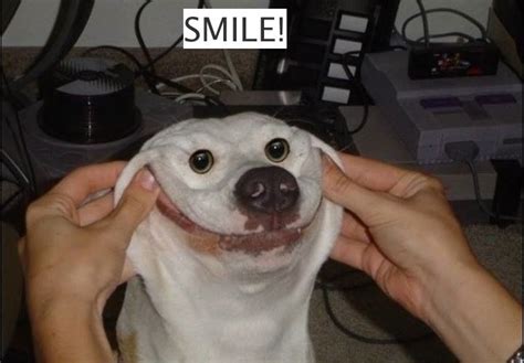 Smile dog :) | 笑う犬, おかしな動物, 面白い犬のミーム