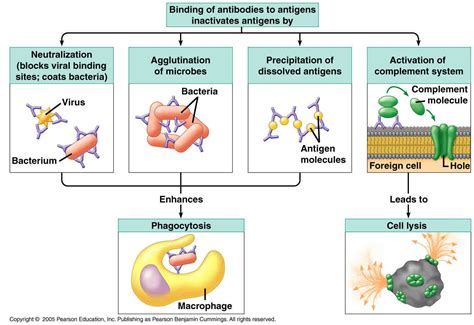 Image result for antigen antibody | Immune system activities, Immune ...