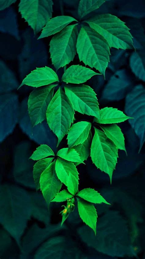 Green Leaves | Green leaf wallpaper, Green nature wallpaper, Leaves ...