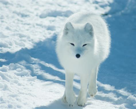 Arctic Fox on Snow | And all you saw was a nose and two eyes… | William ...