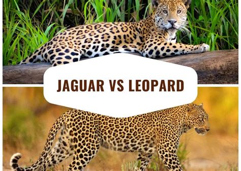 The top 12 major differences between a jaguar and a leopard. #jaguar # ...