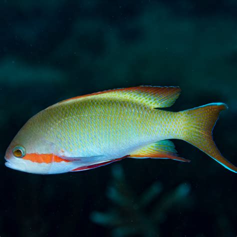 Stocky Anthias - Fish and Coral Store