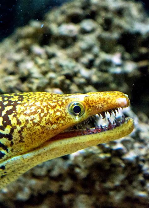 34 Moray Eel Facts: Double-Jawed Beauties of the Deep | Everywhere Wild ...