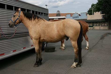 Buckskin Horse Facts with Pictures