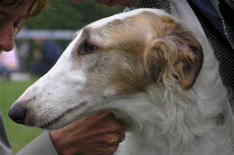 z- Borzoi Head, I (zoi-ish-tales.tumblr) | Dog reference, Borzoi ...