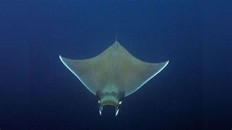 Mobula munkiana Munk's devil ray