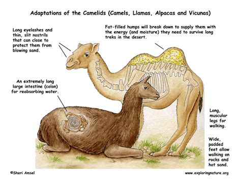 Adaptations of the Camels