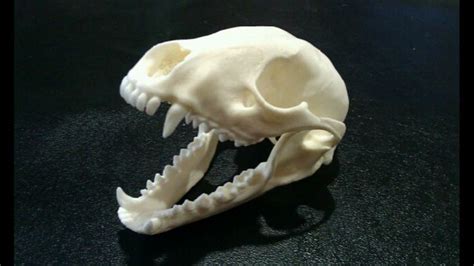 Raccoon skull. | Classic Skull Mounts | Pinterest