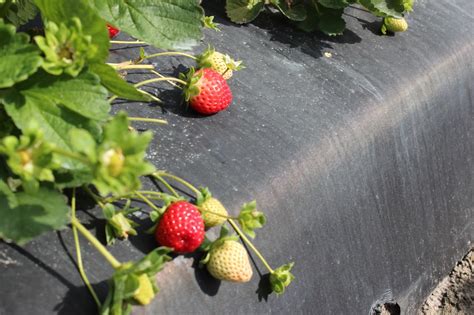 Peak Season for Florida Strawberries - Specialty Crop Grower