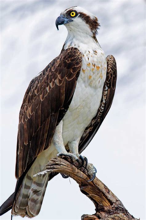 Picture Of An Osprey Bird - PictureMeta