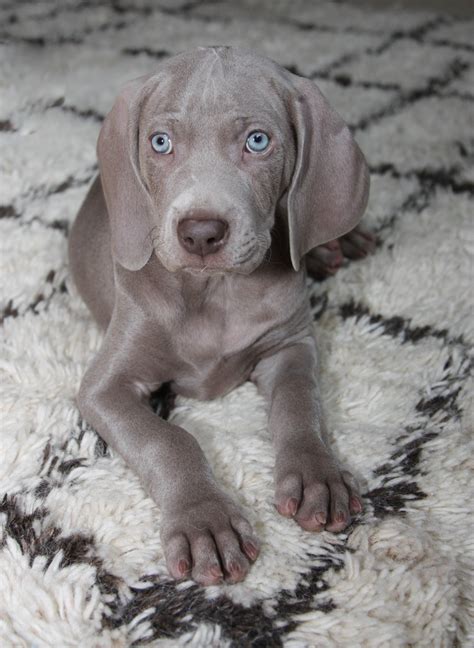 Grey Weimaraner Puppy