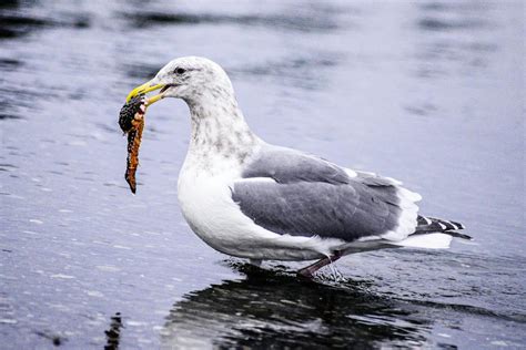 White Seagull · Free Stock Photo