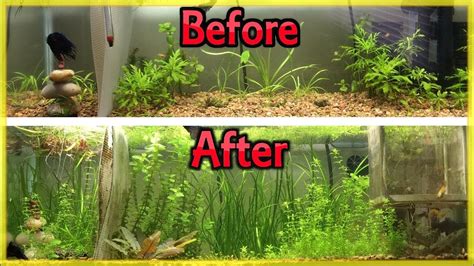 Aquarium Plants Fertilizer - Temmie Aquarium