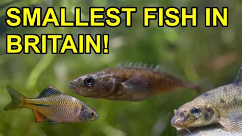 5 Smallest Freshwater fish in UK - YouTube