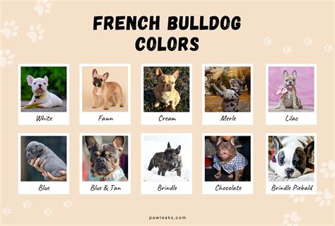 French Bulldog Color Chart