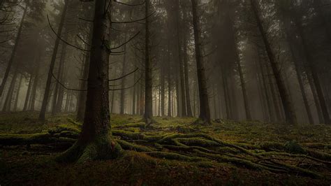 1920x1080px, 1080P free download | Deep In The Forest, Forest, Trees ...