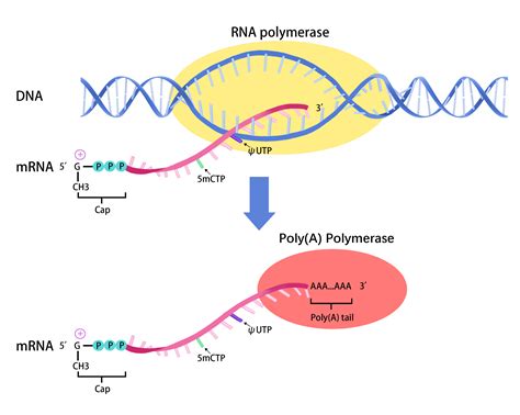 APExBIO - RNA